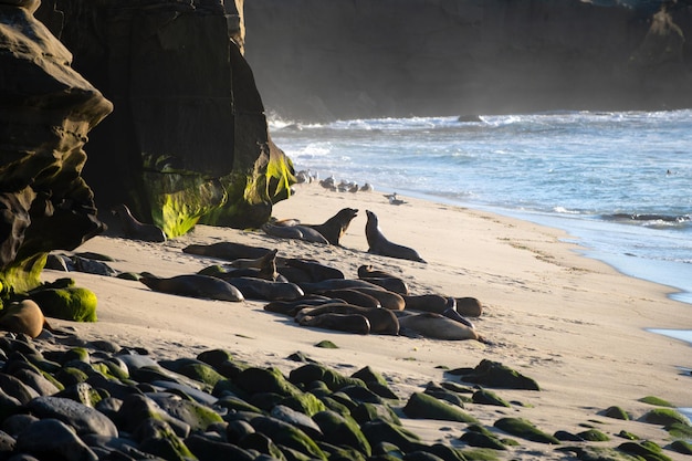 Foca-focas nas rochas leões marinhos no penhasco em la jolla cove em san diego, califórnia