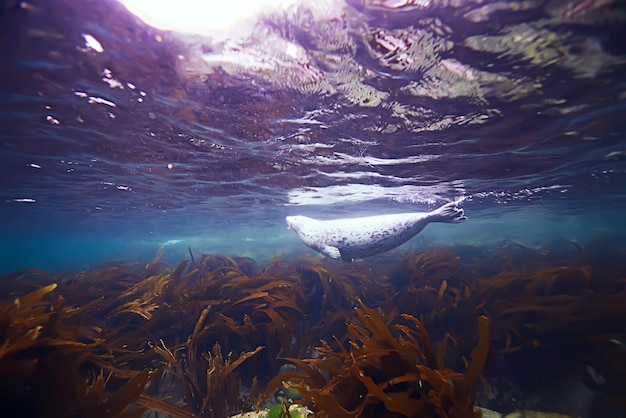 foca foto submarina en la naturaleza salvaje