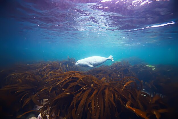 Foto foca foto submarina en la naturaleza salvaje