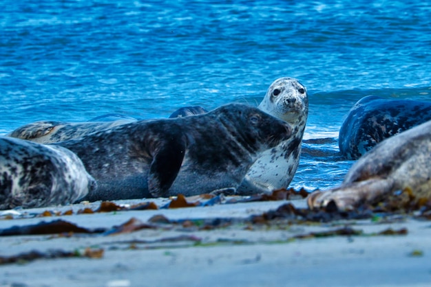 Foca gris Wijd en la playa norte de Heligoland - Island Dune i- Northsea - Alemania