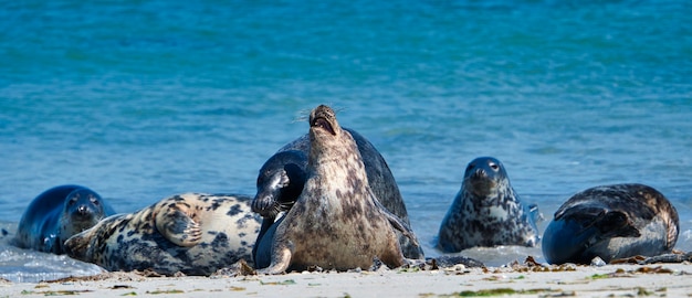 Foca gris Wijd en la playa norte de Heligoland - Island Dune i- Northsea - Alemania