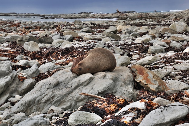 Foca en Kaikoura en Nueva Zelanda