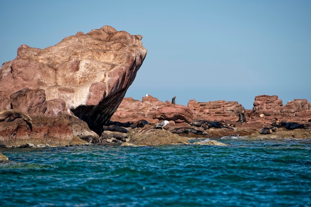 Foca leão-marinho em baja california