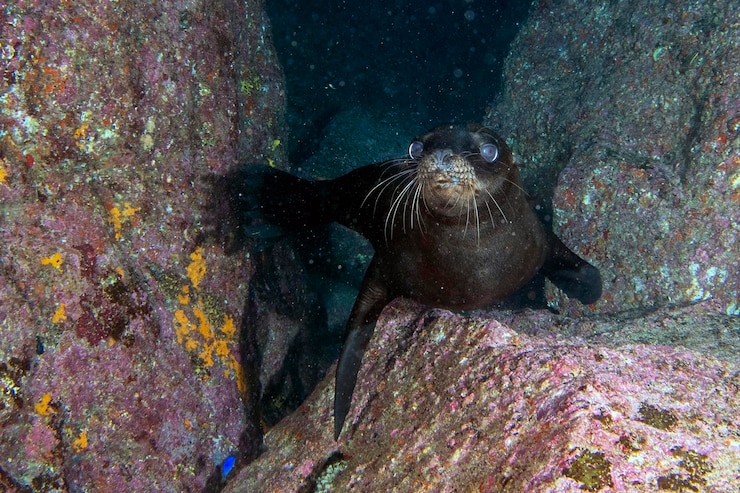 Foto la foca león marino bajo el agua mientras bucea en el mar de cortés