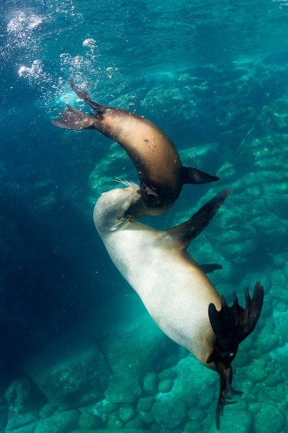 foca león marino mientras juega bajo el agua