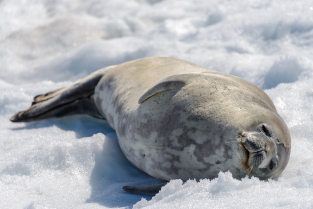 Foca-leopardo na praia com neve na antártica