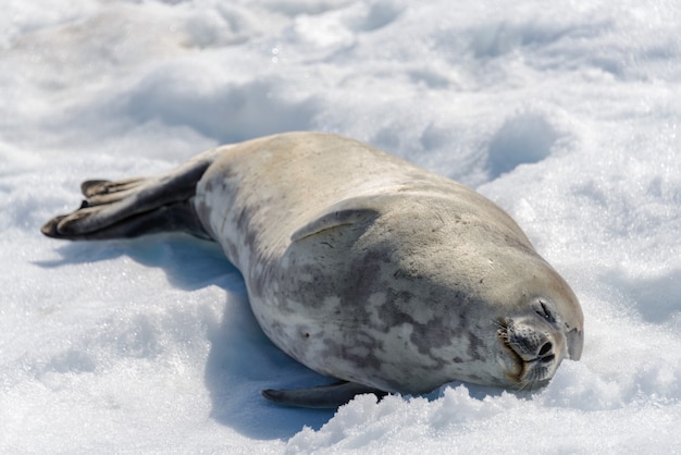 Foca-leopardo na praia com neve na Antártica