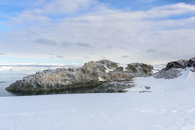 Foca-leopardo na praia com neve na antártica