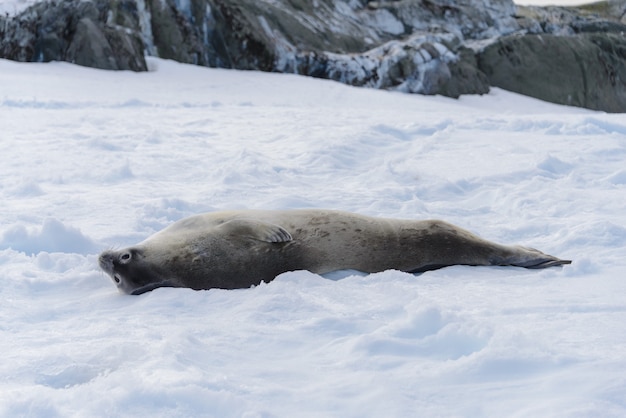 Foca-leopardo na praia com neve na Antártica