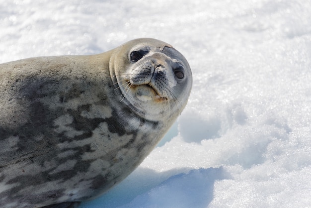 Foca-leopardo na praia com neve na Antártica