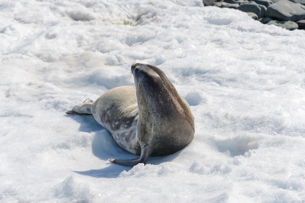 Foca leopardo en la playa con nieve en la Antártida