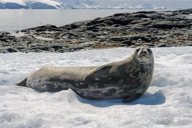 Foca leopardo en la playa con nieve en la Antártida