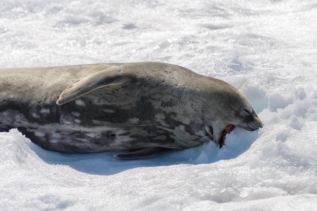 Foca leopardo en la playa con nieve en la Antártida