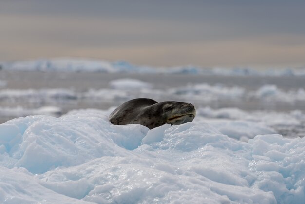 Foca leopardo sobre hielo