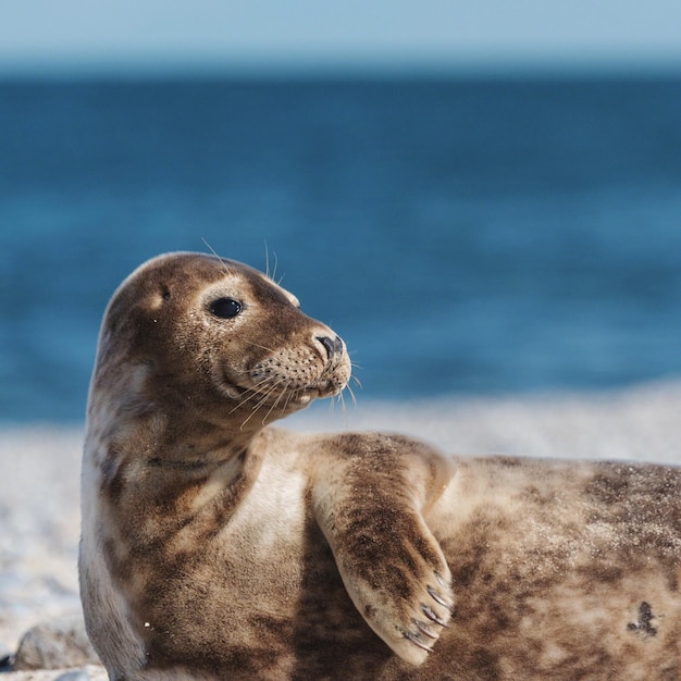 Foto foca na praia olhando para outro lado