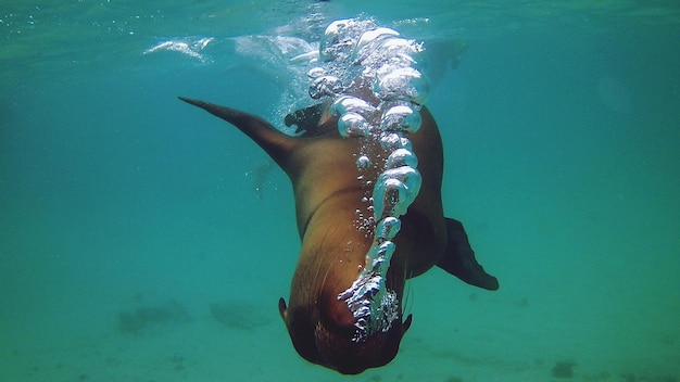 Foto foca nadando debaixo do mar