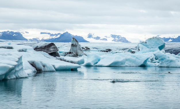 Una foca nadando libremente en el lago de hielo de Jokulsarlon. Islandia