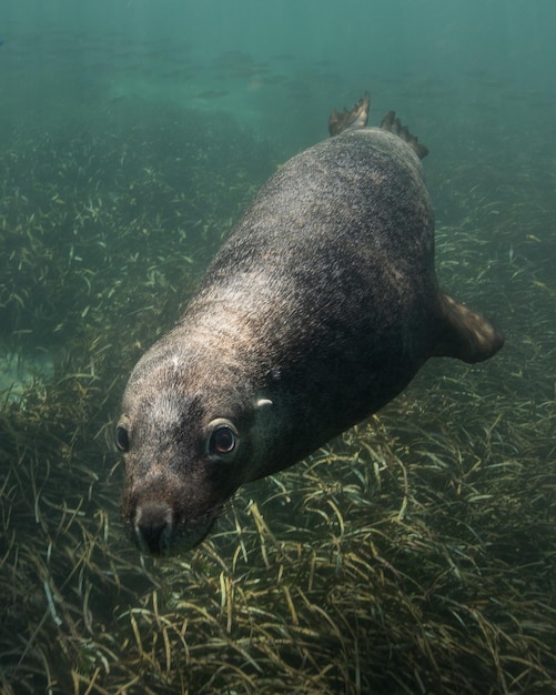 La foca nadando en el mar