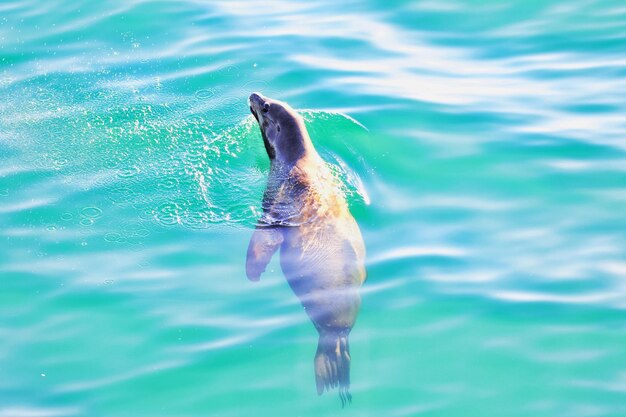 La foca nadando en el mar
