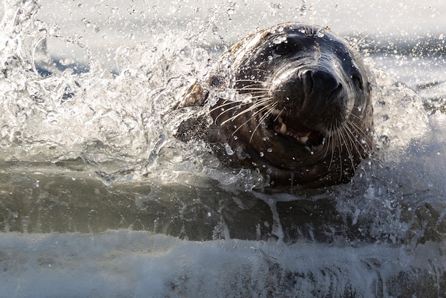 Foca en una ola