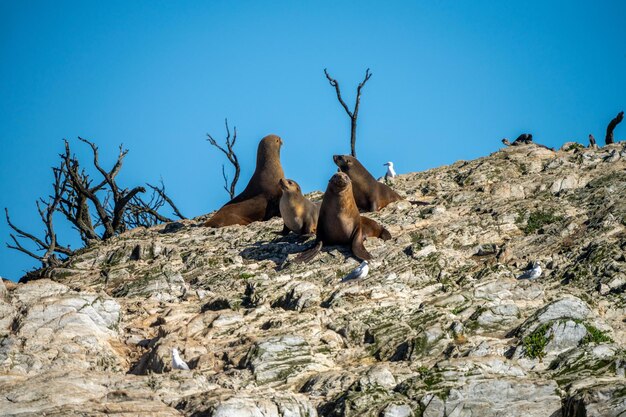 foca de piel y focas nadando y sentados en una roca en un parque nacional en australia en el océano