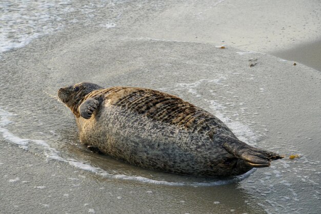 Una foca en la playa de california