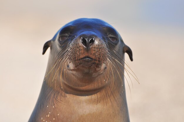 foca en la playa