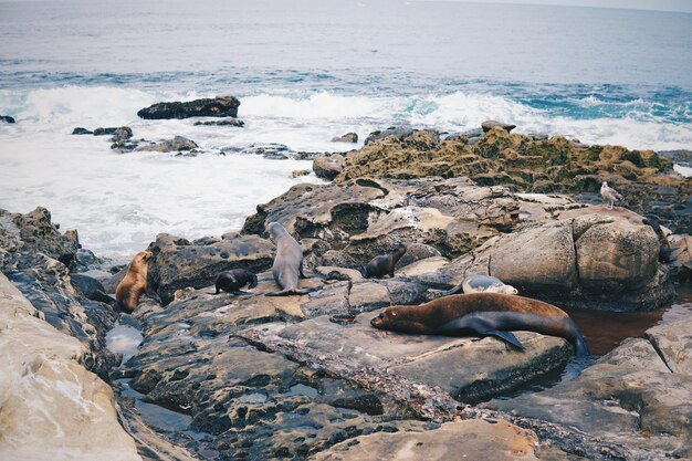 Foca en las rocas de la playa