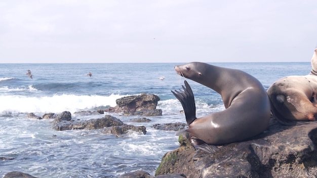 Foca salvaje adorable león marino descansando en la playa del océano rocoso rebaño de pelícanos volando