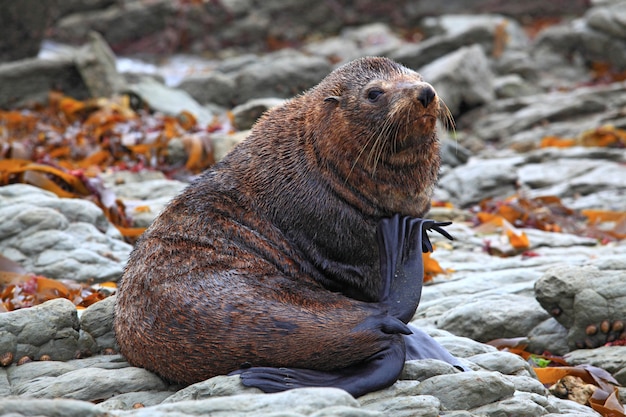 Foca selvagem relaxante