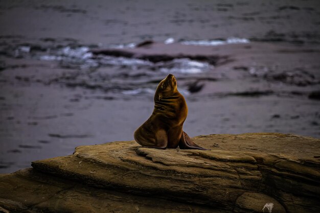 Foto la foca sentada en una roca junto al mar