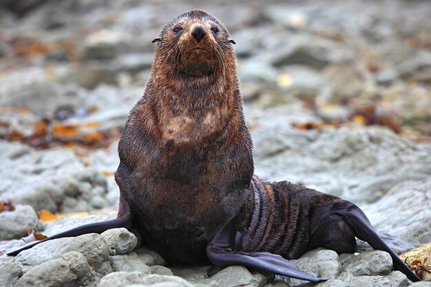 Foca silvestre en la colonia de focas en Kaikoura, Nueva Zelanda, de cerca