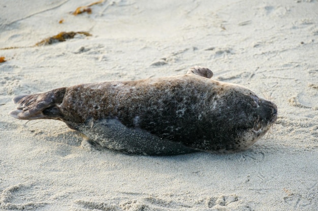 Una foca tirada en la playa