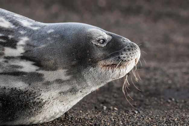 La foca de Weddell descansando en una playa de la Antártida