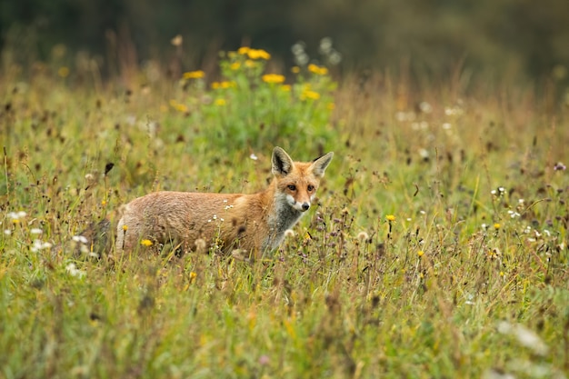 Focada caça à raposa vermelha em um prado