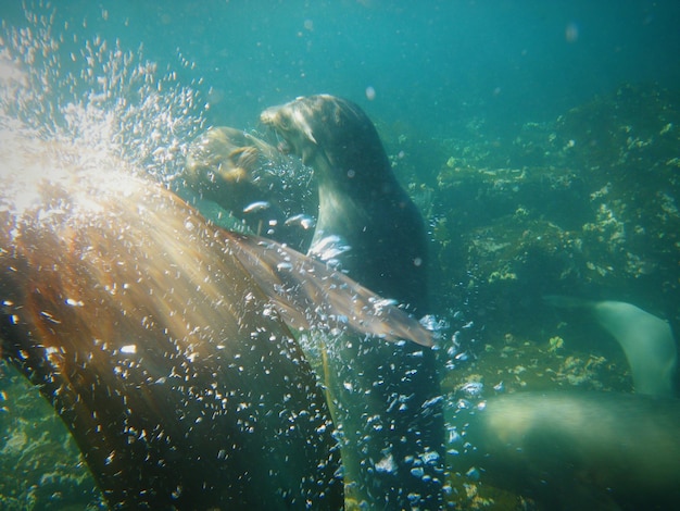 Foto focas bajo el agua