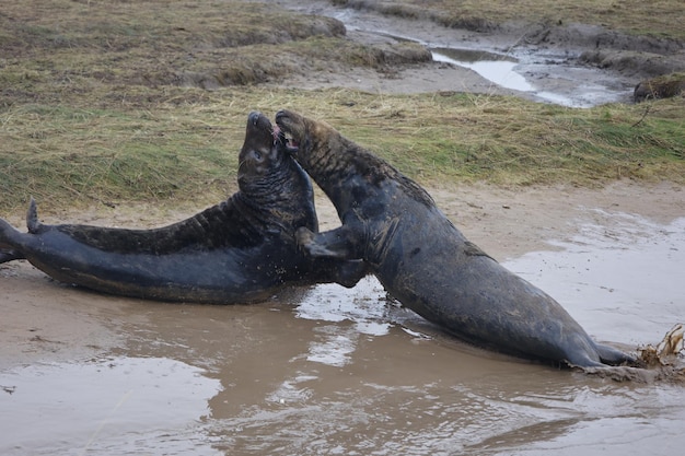 Focas cinzentas na praia durante a época de reprodução