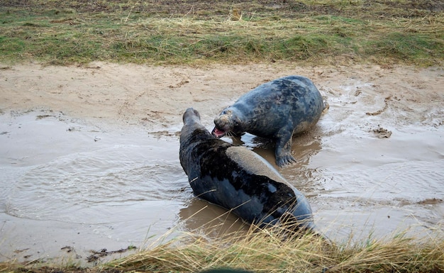 Focas cinzentas na praia durante a época de reprodução