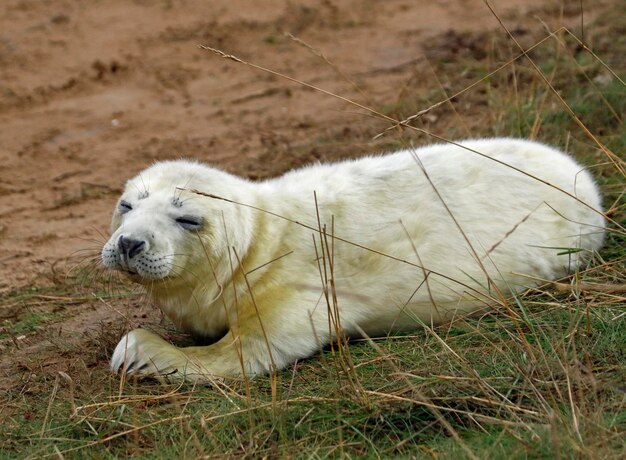 Focas cinzentas recém-nascidas relaxando na praia