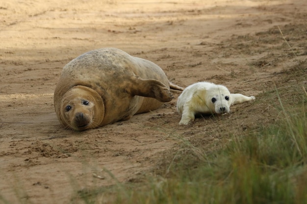 Focas cinzentas recém-nascidas relaxando na praia