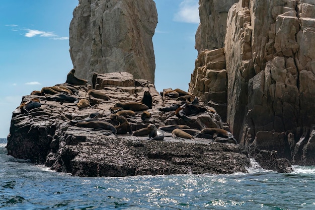 Focas de colônia de leões-marinhos relaxando nas rochas de cabo san lucas