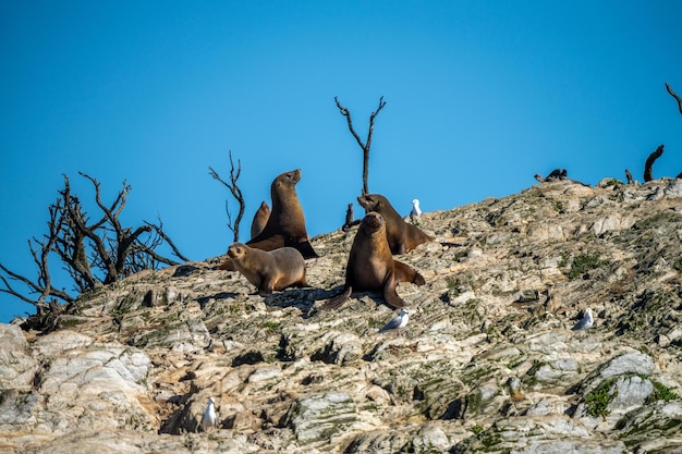 focas de pele e focas nadando e sentadas em uma rocha em um parque nacional na Austrália no oceano