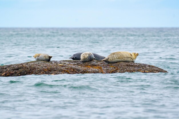 Foto focas deitadas em pedras no mar