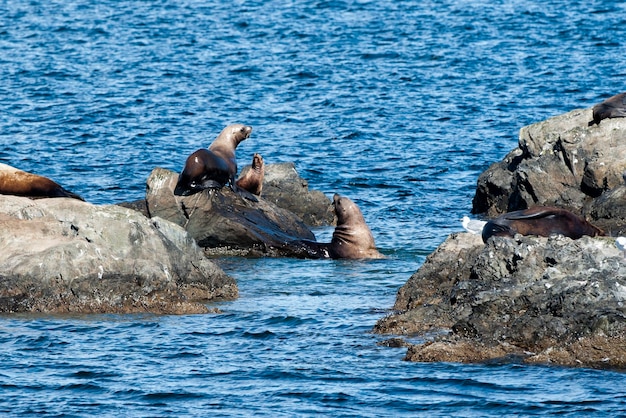 Focas em rochas perto de Whittier, no Alasca