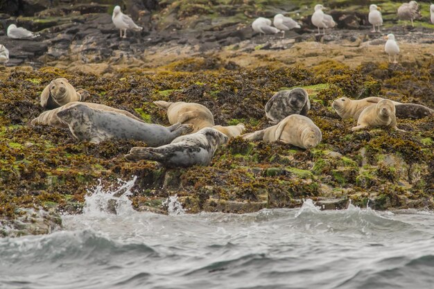 Focas em terra por mar