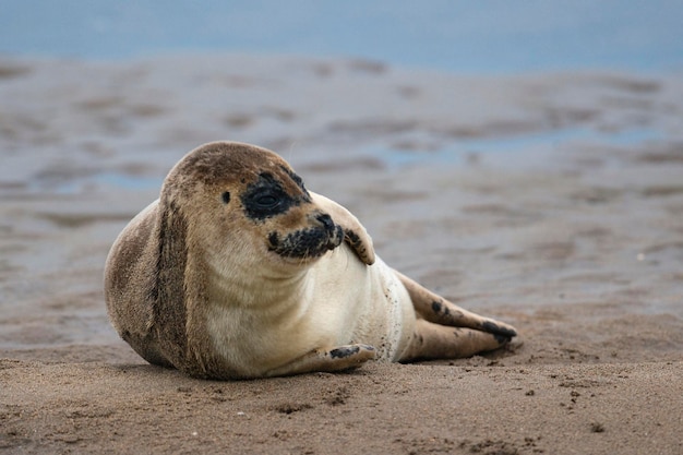 Focas grises Halichoerus grypus Islas Farne Inglaterra