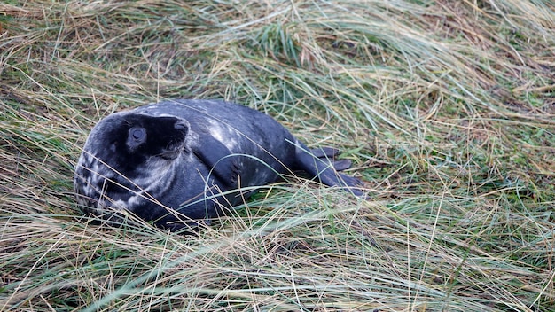 Focas grises en la playa durante la época de cría