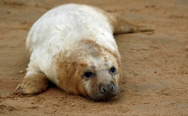 Focas grises recién nacidas relajándose en la playa