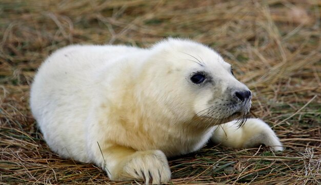 Focas grises recién nacidas relajándose en la playa