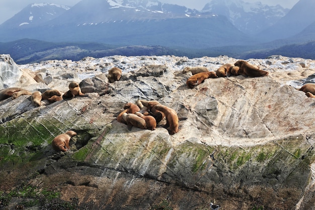 Focas en la isla en el canal Beagle cerca de la ciudad de Ushuaia en Tierra del Fuego, Argentina